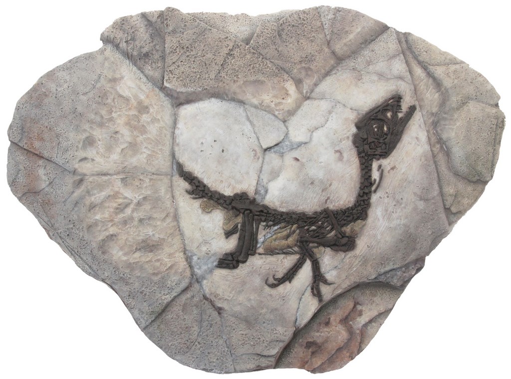fossile ciro