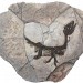 fossile ciro